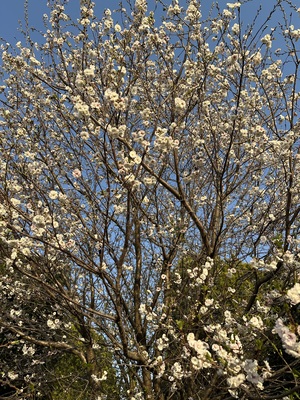 白瀬奈美の写メ日記｜ローテンブルク 吉原高級店ソープ