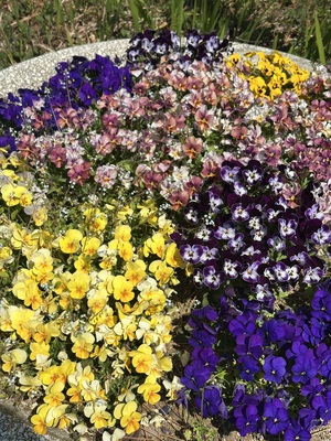 白瀬奈美の写メ日記｜ローテンブルク 吉原高級店ソープ