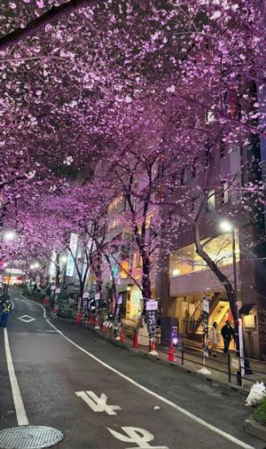 ひめかの写メ日記｜セグレターリオ 吉原高級店ソープ