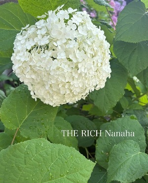 Nanahaの写メ日記｜リッチ～THE RICH～ 吉原高級店ソープ