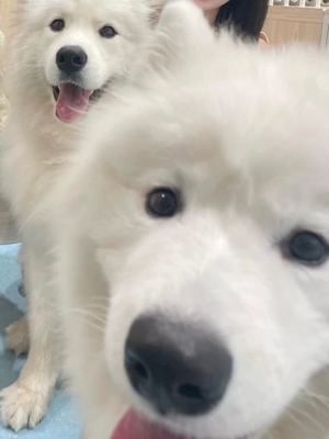 まゆかの写メ日記｜TOKYO BUNNYS CLUB 吉原高級店ソープ