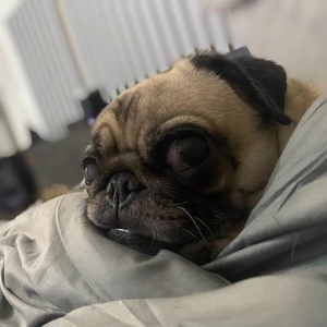 あんずの写メ日記｜ヴェルサイユ 吉原高級店ソープ