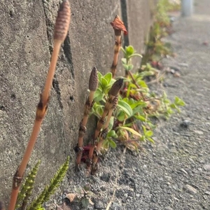 あんずの写メ日記｜ヴェルサイユ 吉原高級店ソープ