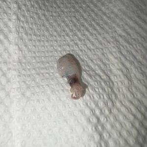 ゆんの写メ日記|ヴェルサイユ 吉原高級店ソープ