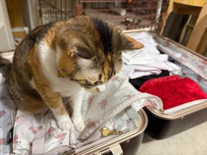 咲良の写メ日記｜ヴェルサイユ 吉原高級店ソープ