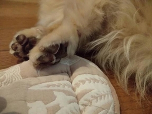 ななの写メ日記｜鹿鳴館 吉原高級店ソープ