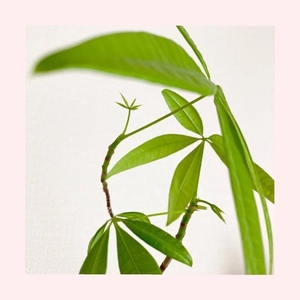 工藤なつきの写メ日記｜鹿鳴館 吉原高級店ソープ